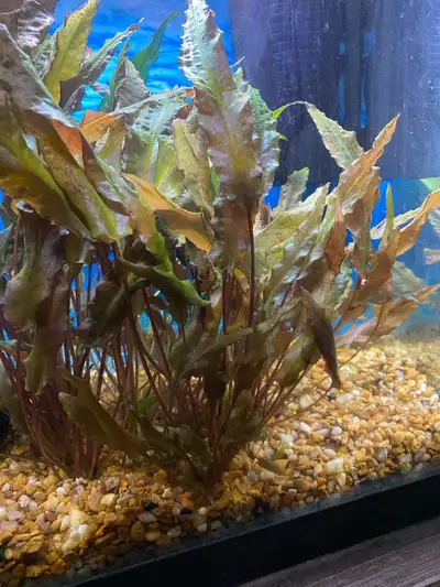Selling this plant (in the picture). $10 each bunch with around 10 leaves. Pick up only. Cash only....