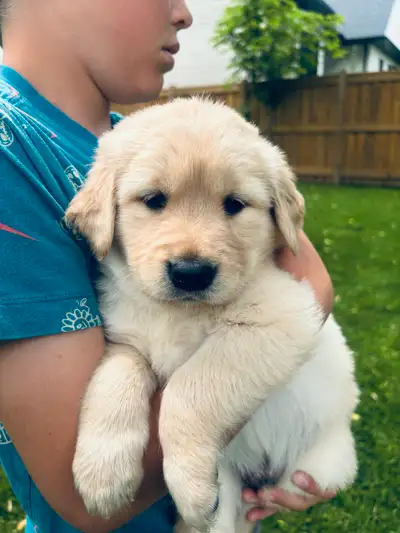 Our incredible family pet Lucy has had another litter of adorable puppies! Golden Retrievers are exc...