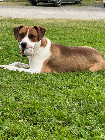 1 Year old male dog for rehoming, View more