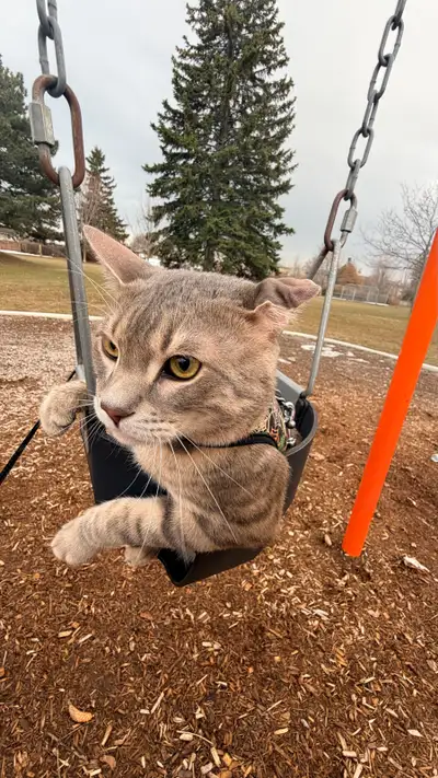 Cat for rehoming, View more