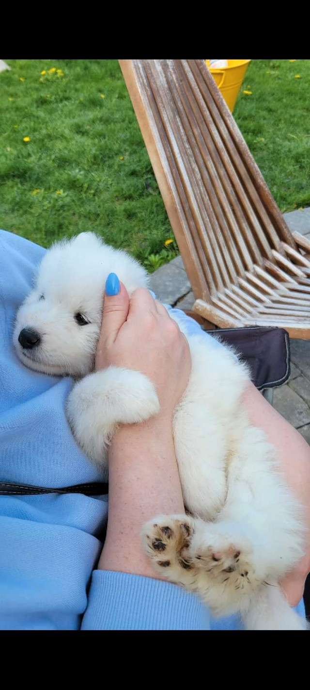 7 Beautiful Samoyed puppies! in Dogs & Puppies for Rehoming in Kitchener / Waterloo - Image 2