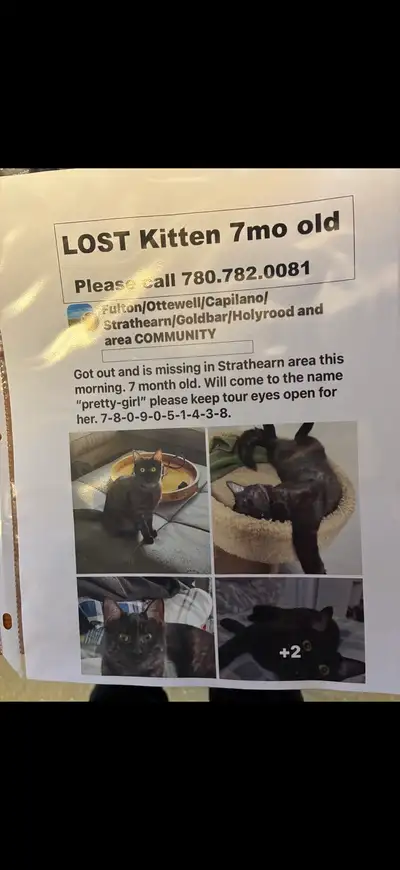 missing cat Ottewell area 92 ave, View more