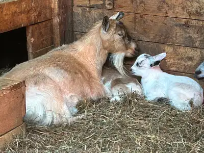 Doe with White Doeling & Tan/White Buckling Kids born May 19th 2025. Pygmy/ND cross family Mom is 4...