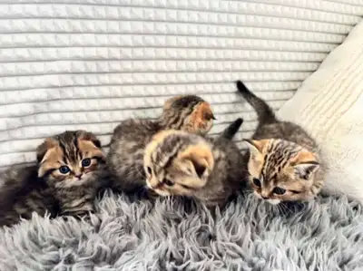 Kittens for rehoming, View more