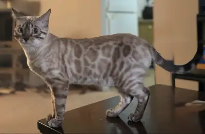 Male Snow Lynx Bengal, View more