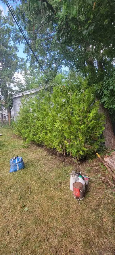8 FT Eastern white cedar trees for sale. $58 per tree (includes delivery and installation of your pr...