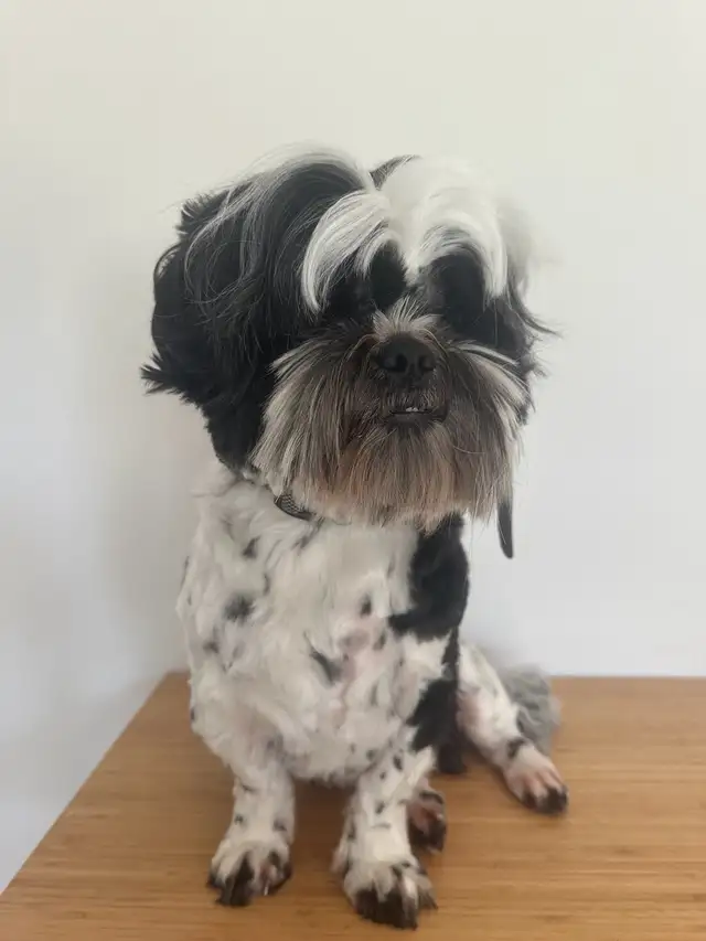 Rehome Purebred Shih Tzu – Sweet, Friendly Family Dog in Dogs & Puppies for Rehoming in Hamilton - Image 3