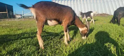 Lamancha x Nubian Milking Goat