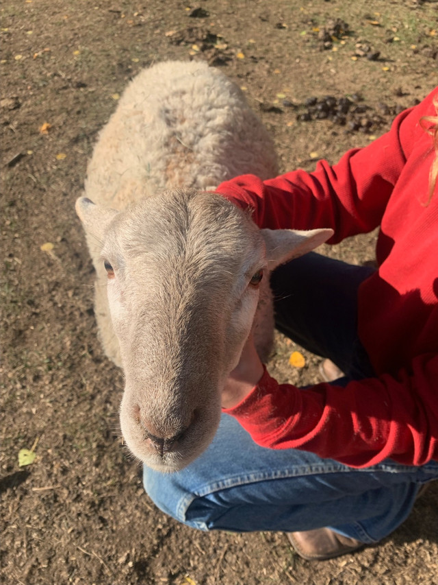  Ram lamb (Price firm) in Livestock in Calgary - Image 4