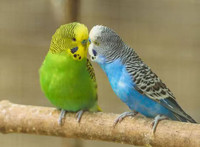 blue and Green Budgie $15/each, Pick up from Pineridge NE