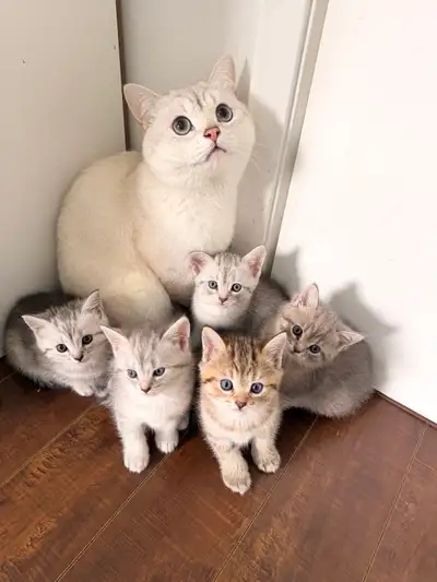 cute Kittens, View more