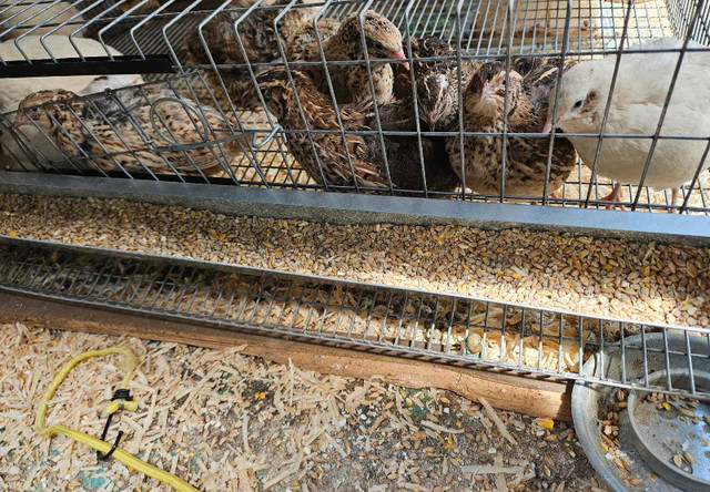 21 Cailles Femelles avec Cage/Mangeoire/Abreuvoir dans Animaux de ferme  à Ville de Québec