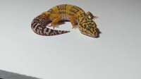 Tangerine Tremper Albino Leopard Gecko 