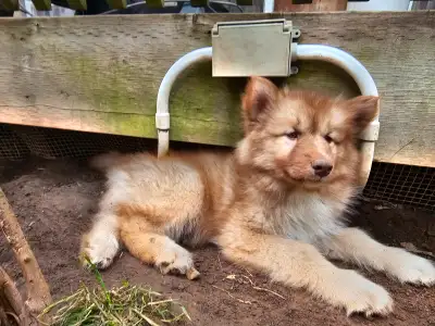 Ready to go: Gorgeous and playful northern dogs called Canadian Eskimo Dogs, one of the oldest dogs...