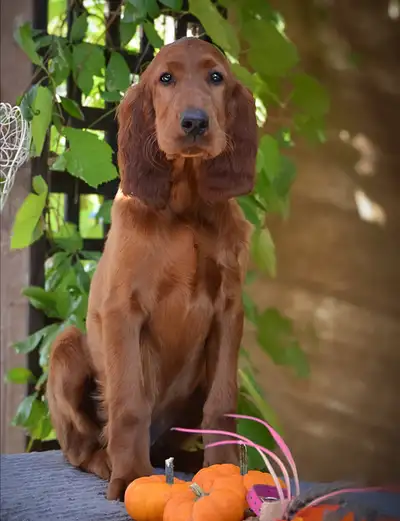 Purebred Irish Setter puppies one male available. Very friendly and stunning personality because the...