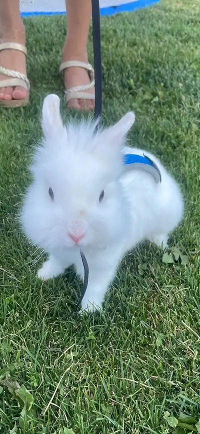 Dwarf bunny rabbit