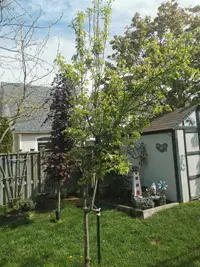 Pear Tree for sale