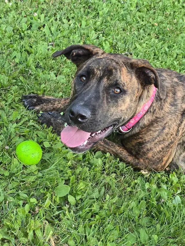 pit/mastiff582377781309614081