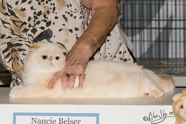 Ottawa Cat Show561546786673807368
