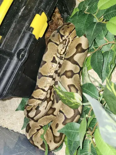 Females 2022 Cinnamon pos het hypo 40$ 3 years Walnut 80$ 2 years Banana cinnamon Mojave 100$ Males...