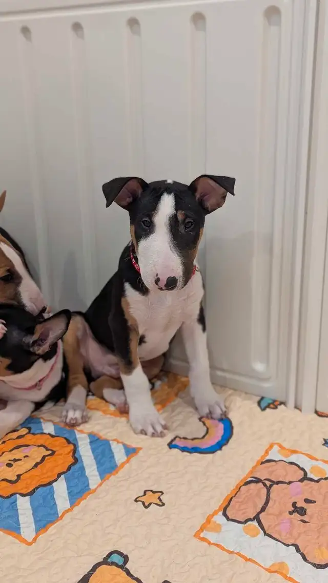 instagram=simba and nala bull terrier in Dogs & Puppies for Rehoming in City of Montréal - Image 11