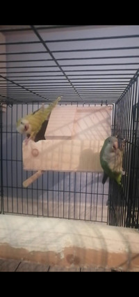 FS - Quaker parrots