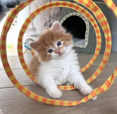Purebred Hypoallergenic Siberian Kittens, View more