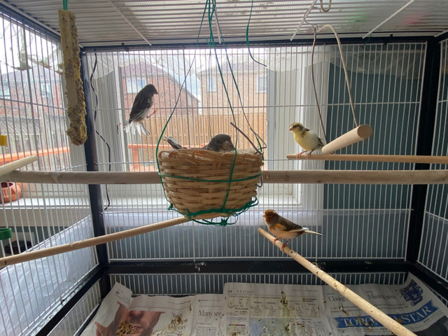 Looking sun conure and I can exchange my 5 buggies and 5 canar  in Birds for Rehoming in City of Toronto - Image 3