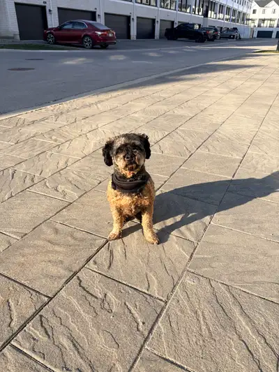 4 year old  Shihpoo for Rehoming, View more