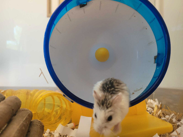 Dwarf Hamster with Cage  in Small Animals for Rehoming in Norfolk County - Image 2