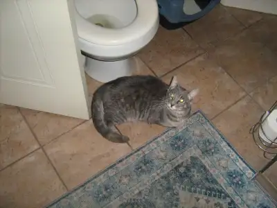 CHATTE DE 9 MOIS OPÉRÉE, View more