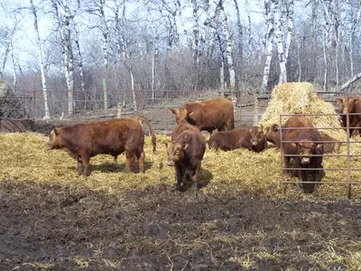 Cross Creek Red Angus Bulls For Sale Easy calving bloodlines. Pail fed. no longer available they are...