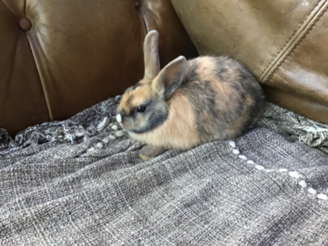 (2) deux/two bunnies/lapins pour 49$ dans Petits animaux à adopter  à Lévis - Image 3