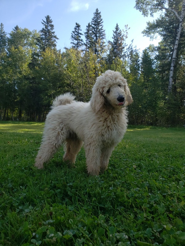 Standard Poodle Puppy Dogs & Puppies for Rehoming Winnipeg Kijiji