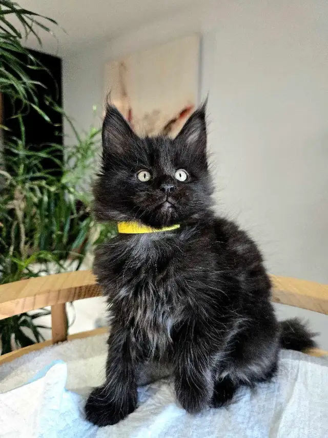 Champion Maine Coons (647) 933-6293 in Cats & Kittens for Rehoming in City of Toronto - Image 6