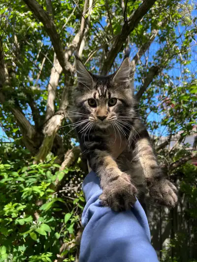 Maine Coon Kitten Boy, View more