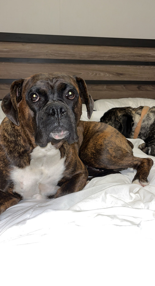 CKC Registered Boxer in Dogs & Puppies for Rehoming in Lethbridge