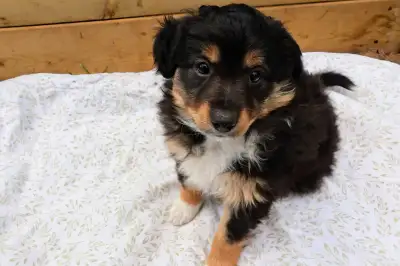 Our only female puppy! Her placement fell through. She is available to go to her new home on June 13...