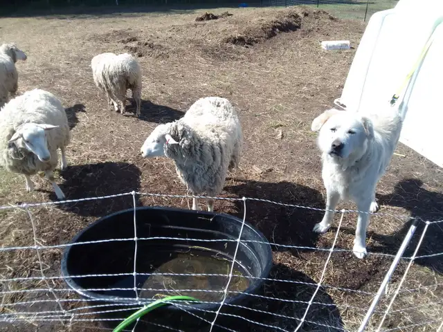 Maremma pyrenees  livestock guardian puppies in Dogs & Puppies for Rehoming in Owen Sound - Image 3