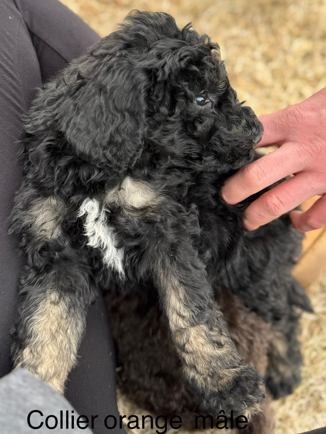 Aussiedoodles dans Chiens et chiots à adopter  à Thetford Mines