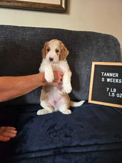 F2B Mini Bernedoodles, View more