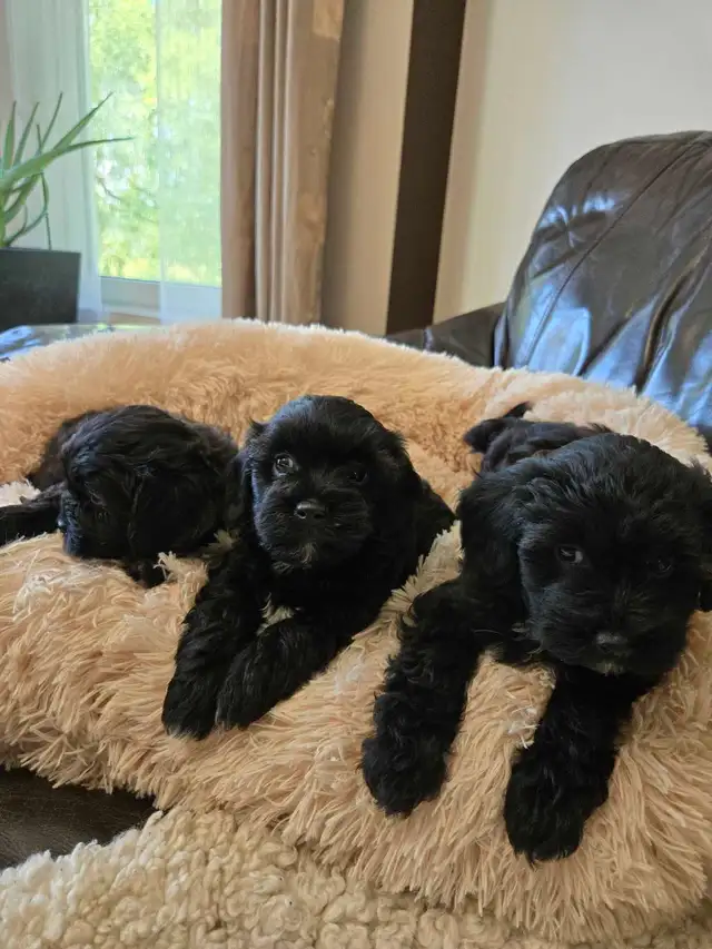 Shihtzu poodle puppies in Dogs & Puppies for Rehoming in Winnipeg - Image 7