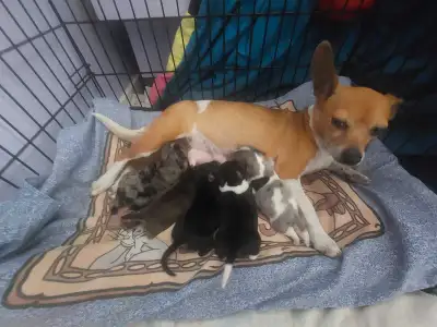 5 Chiweenies ( Chihuahua x Dachshund) puppies, View more