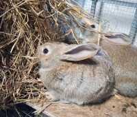 Pet bunnies