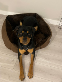 9 month old Rottweiler (SERIOUS INQUIRIES ONLY)