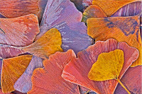 Feuilles -Gingko Biloba- leaves / photograph on canvas