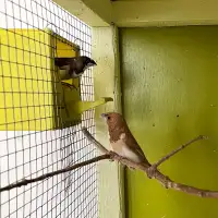Society Finches With Large Cage