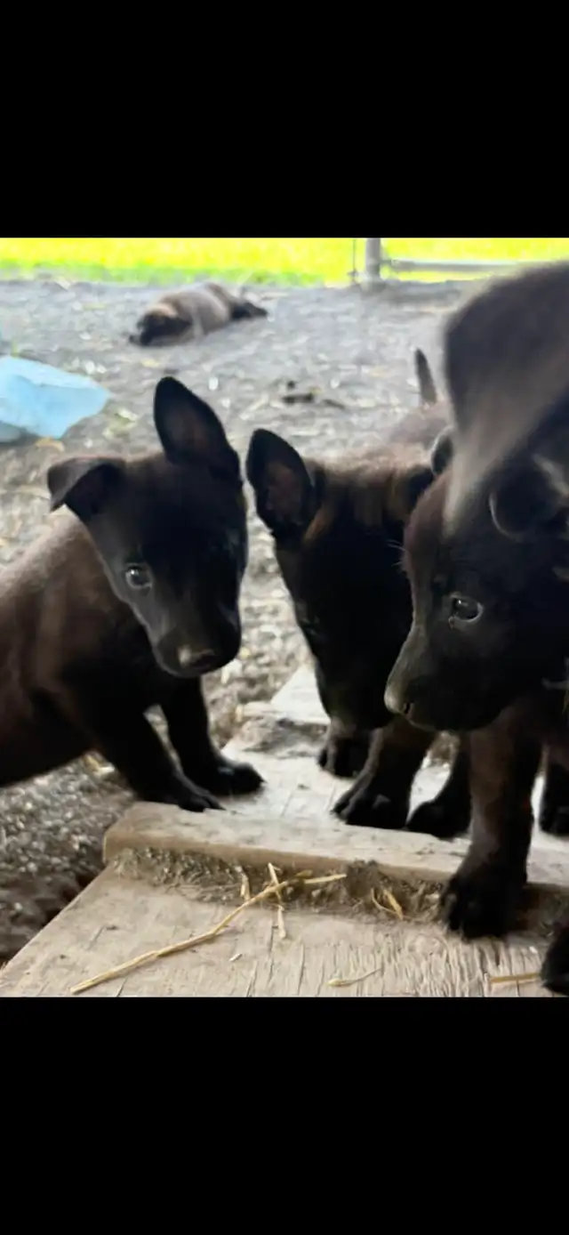 Malinois VKH Chiot Jet Black ou Charbonner in Dogs & Puppies for Rehoming in Laurentides - Image 9