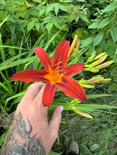 15% off tree removal until snow comes !!, View more