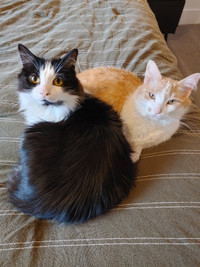 2 adult cats looking for a new home